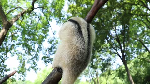 anteaters