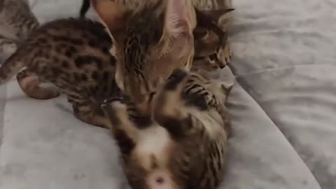 Kittens Are Happy To Play