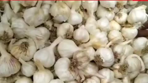 Today Garlic mandi rate in india