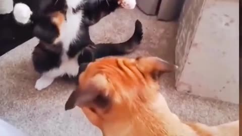 Cat vs. Dog Fights: The Ultimate Showdown