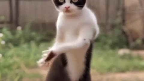 Dancing Cat