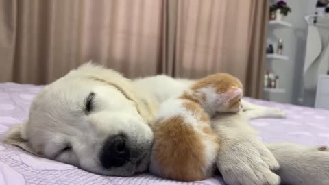 Tiny Kitten Wakes Up Golden Retriever Puppy