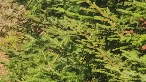 Two Canadian Lynx Interacting on Logging Road in Maine