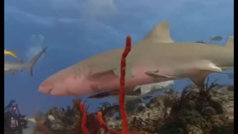 Tiger Shark red reef