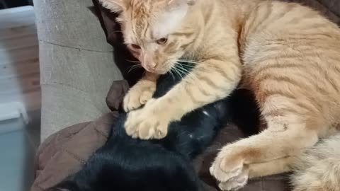 Kitty Gives a Deep Tissue Massage