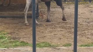 Giant Camel taking a walk