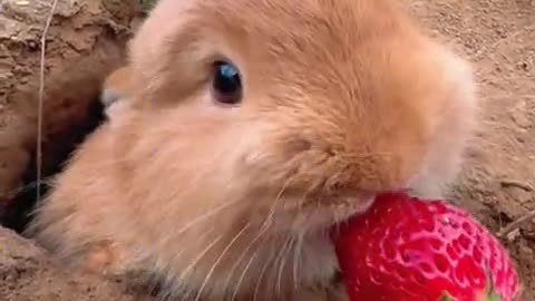 The little rabbit is eating juicy strawberries.