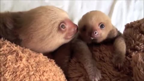 Baby sloth Cute video