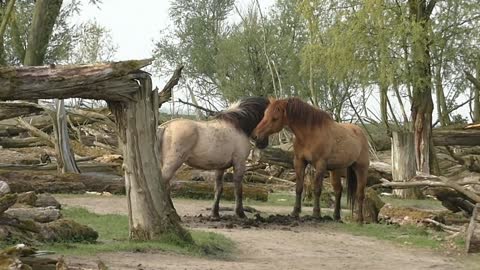 Encuentro extremadamente poderoso entre dos caballos salvajes