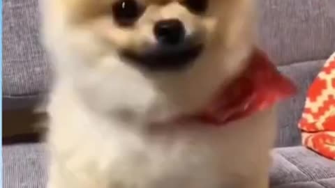 Cute dog with funny reaction