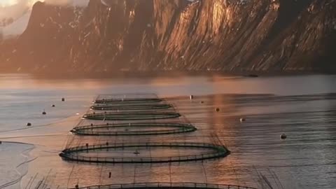 Salmon farm in Senja