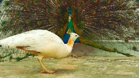 Beautiful peacock couple Peacock and my beautiful birds