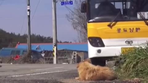 A dog waiting for its owner all day