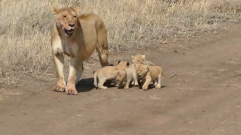 Most Funny and Cute Baby Lion Videos Part-13