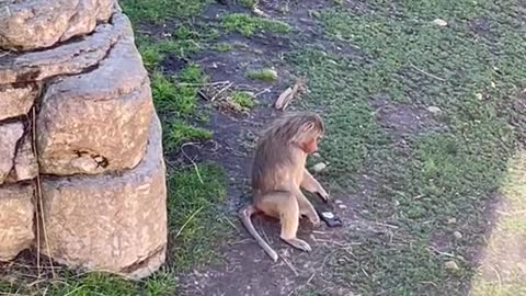 Monkey Picks Up Phone Dropped in Its Enclosure at San Diego Zoo