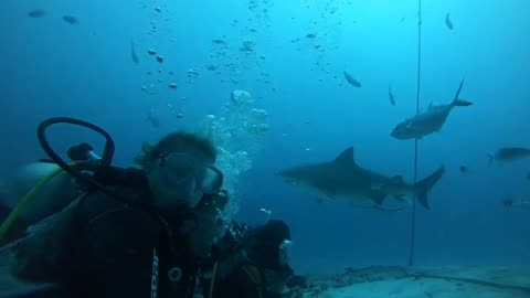 Playa del Carmen bull shark encounter