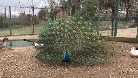 The most beautiful bird in the world who likes to show off