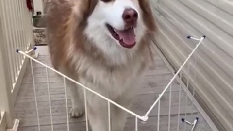 It's a simple spell but quite unbreakable| Funny dogs| Problem of big dogs🤣