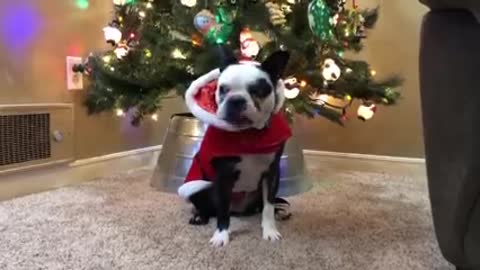 Pets Christmas interviews👉👉https://uii.io/SAwX