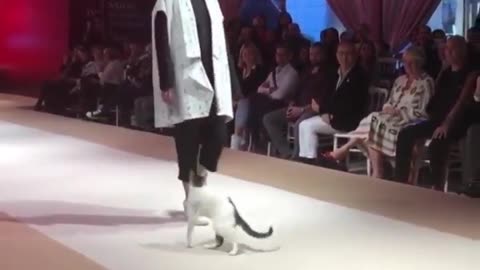 A real cat walk