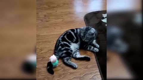 Funniest Cats 😹 - Don't try to hold back Laughter 😂 - Funny Cats Life part 2