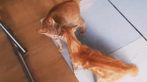 Cats fighting and meowing || These two are Bloody Brothers || Viral Cats