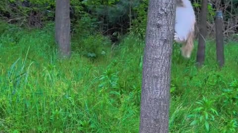 "Adorable Kitten and Pup Playdate: A Heartwarming Friendship"