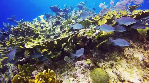 4K- The most beautiful coral reefs and undersea creature on earth