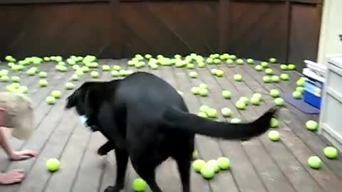 Dog Fan Of Tennis ball Gets To Chase Theme To His Heart's Content