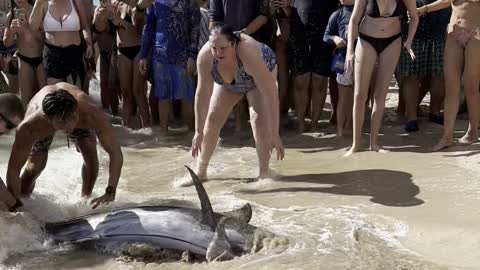 Marlin Swims to Shore and Beaches Itself