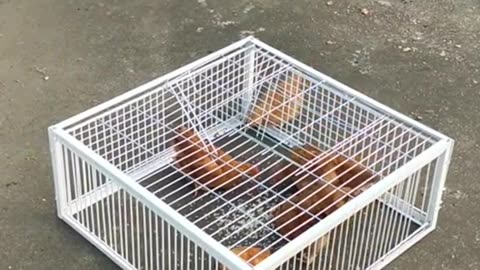 Bird Trap, birds cage, hens traps