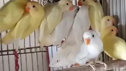 Albino Cream red eyes love birds