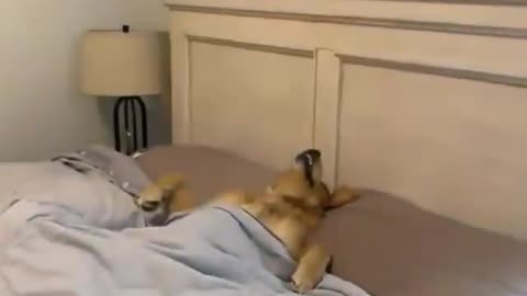 Sleeping like a dog! This furry friend knows how to relax in style