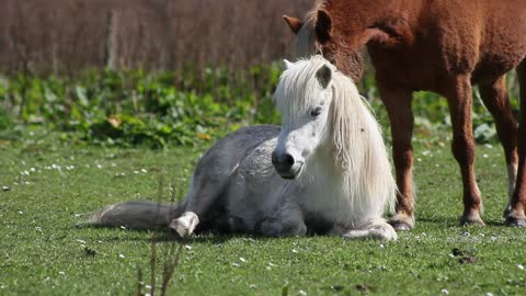 LE PONNET