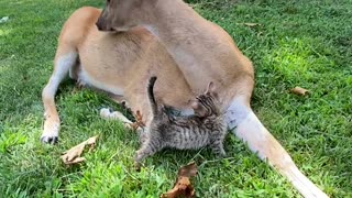 Kitten Receiving Loves from Buttons the Deer