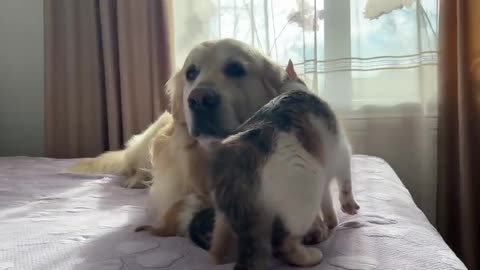 Mom Cat Entrusts Her Babies to a Friendly Golden Retriever