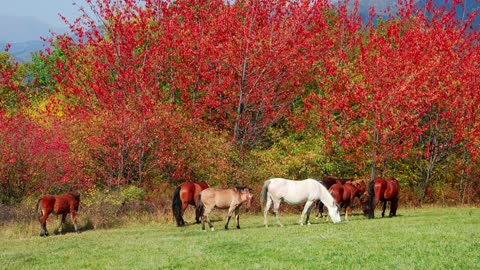 10 MINUTES of BEAUTIFUL FALL HORSES | BEST Relax Music, Meditation, Stress Relief, Calm | TVM