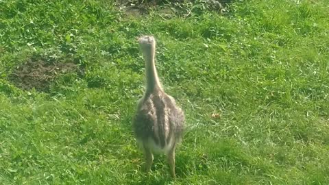 Rheas play in the garden