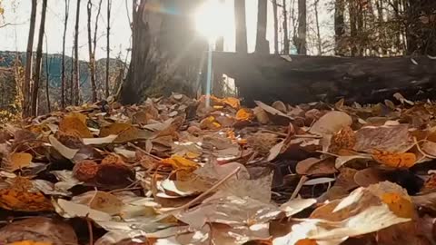 Calm autumn leaves drift to the ground as winter begins to take over Alaska 🙌🏼💙🏔! .