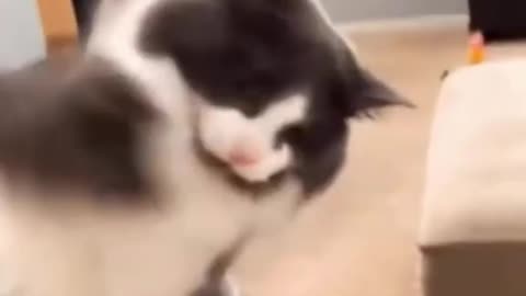 Cat funny video part-73