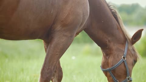 Brown horse eating grass and walking at rural field