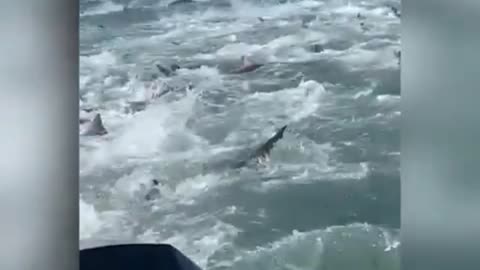 Jaws on steroids!Louisiana fishermen stum ble on shark feeding Frenzy ! USA TODAY