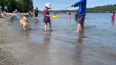 Dog Tries To Bite Water Waves While Playing At Beach