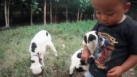 Love My Son And Cute Goats