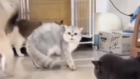 FUNNY CATS