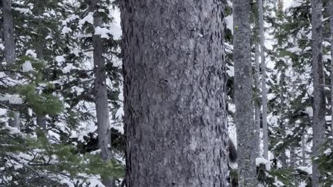 Pine Marten Hunting Douglas Squirrel Around Pine Tree