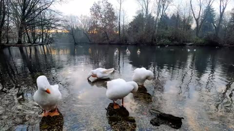 Birds Enjoy the Nature Music: Let Their Melodies Inspire You