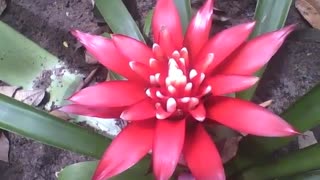 Linda bromélia no jardim botânico, a flor de um verdadeiro esplendor [Nature & Animals]