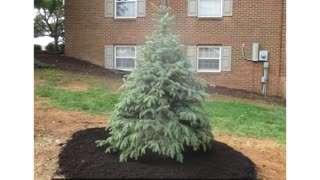 Christmas Tree Planting Live Clear Spring MD Landscaping Contractor