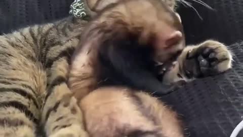 Cat & Ferret PLAY